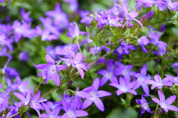 Bonn Germany June 2021 Close-up of purple flowering bluebells in natural sunlight against green background