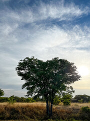 Tree in African savannah. Desert landscape and lonely dried plant.