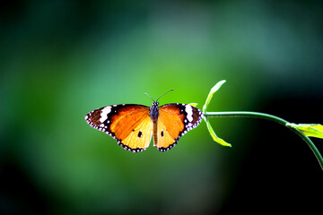 Fototapeta na wymiar Plain Tiger Danaus chrysippus butterfly visiting flowers in nature during springtime