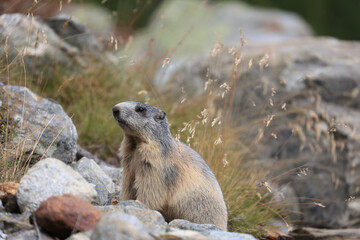 Murmeltier, Schweiz, Saas Fee
