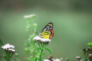 Jezebel butterfly visiting flower plants for nectar during spring season in India.