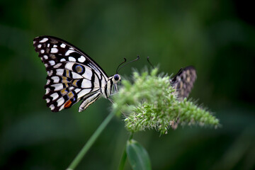 Fototapeta na wymiar Papilio butterfly or The Common Lime Butterfly resting on the flower plants