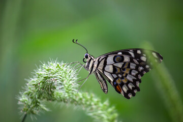 Papilio butterfly or The Common Lime Butterfly resting on the flower plants