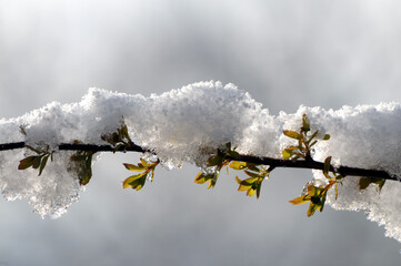 Schnee auf Birkenzweig