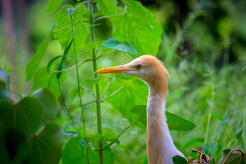 Bubulcus ibis Or Heron Or Commonly know as the Cattle Egret in its natural emvironment