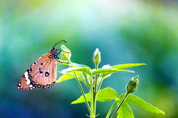 . Plain Tiger Danaus chrysippus butterfly visiting flowers in nature during springtime.