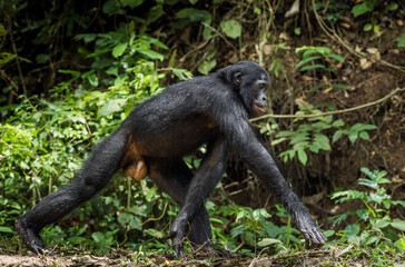 Running male Bonobo in natural habitat. Green natural background. The Bonobo ( Pan paniscus), called the pygmy chimpanzee.