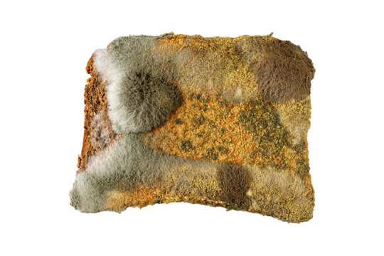A wheat rye bread slice with growing mold. Spoiled bun closeup isolated on white background.