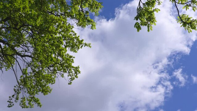 Beautiful sunny spring bright fresh green leaves on branches of trees isolated on clear blue sky backdrop with sun shine through branches and foliage. Abstract natural video background