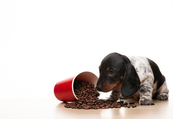image of dog coffee cup white background