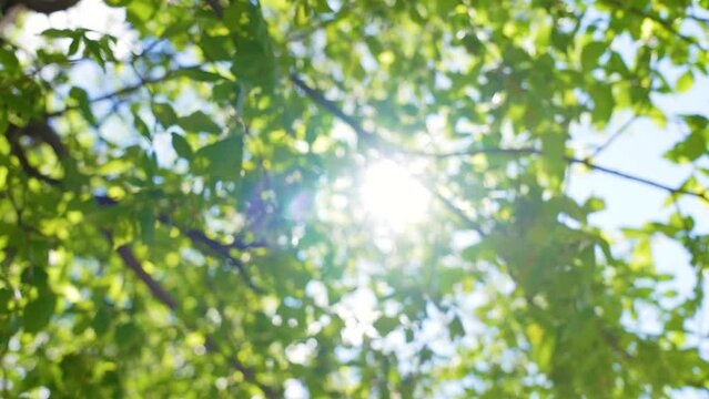 Beautiful sunny blurry 4k stock video bokeh background. Soft morning sun shining through green first foliage of spring trees isolated on clear blue sky backdrop