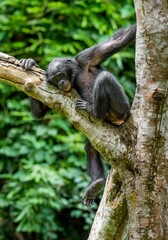 The portrait of  juvenile Bonobo on the tree in natural habitat. Green natural background. The Bonobo ( Pan paniscus), called the pygmy chimpanzee.