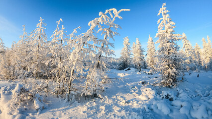 Snowy landscape with fir tree covered with snow.