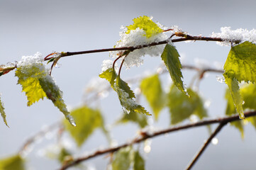 Schnee auf Birkenzweig