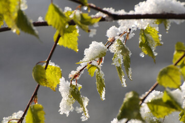 Schnee auf Birkenzweig
