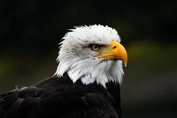 Foto op Plexiglas Portrait of a proud bald eagle © Anton Blanke