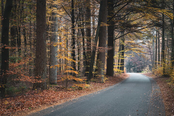 Obraz premium Road through autumn forest at fall