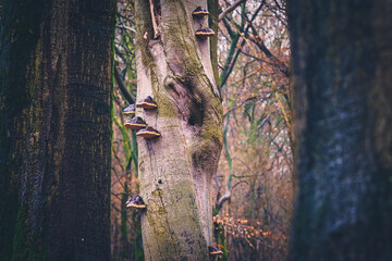 Beech tree with multiple tinder fungusses (Fomes fomentarius)