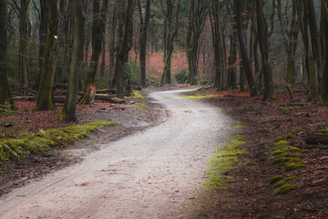 Dirt road winding in the forest during autumn
