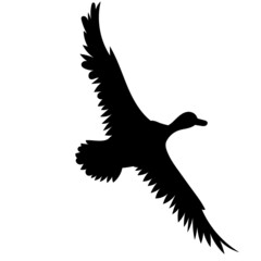 Fototapeta na wymiar flying duck silhouette, on white background, vector, isolated