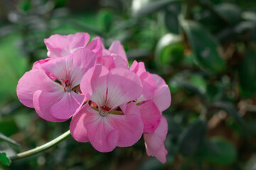 Naklejka na ściany i meble Pink geranium, isolated on white background
