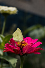 butterfly on flower