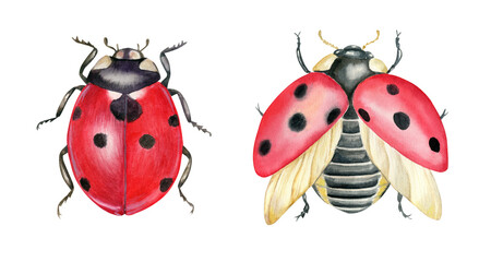 Watercolor hand drawn clipart. Ladybugs, coccinellidae red beetles isolated on white background. 
