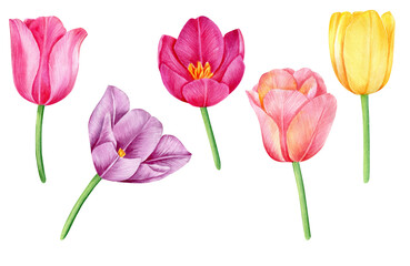Watercolor tulip flowers, bright colorful spring flowers isolated on white background.