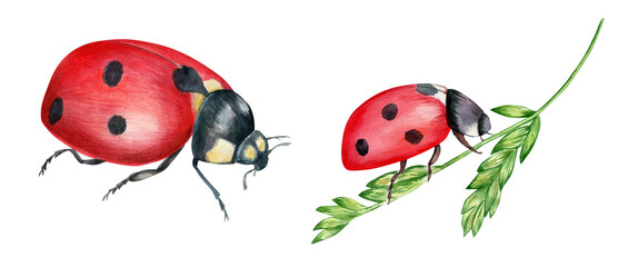 Watercolor hand drawn clipart. Ladybugs, coccinellidae red beetles illustrations isolated on white background. 
