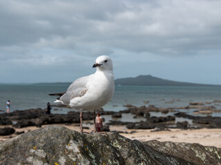 Bird and beach