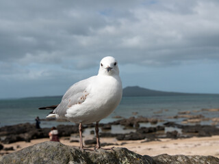 Bird and beach