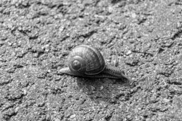 Big garden snail in shell crawling on wet road hurry home