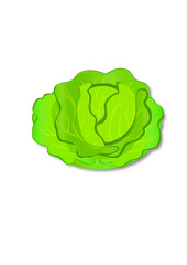 cabbage isolated on white