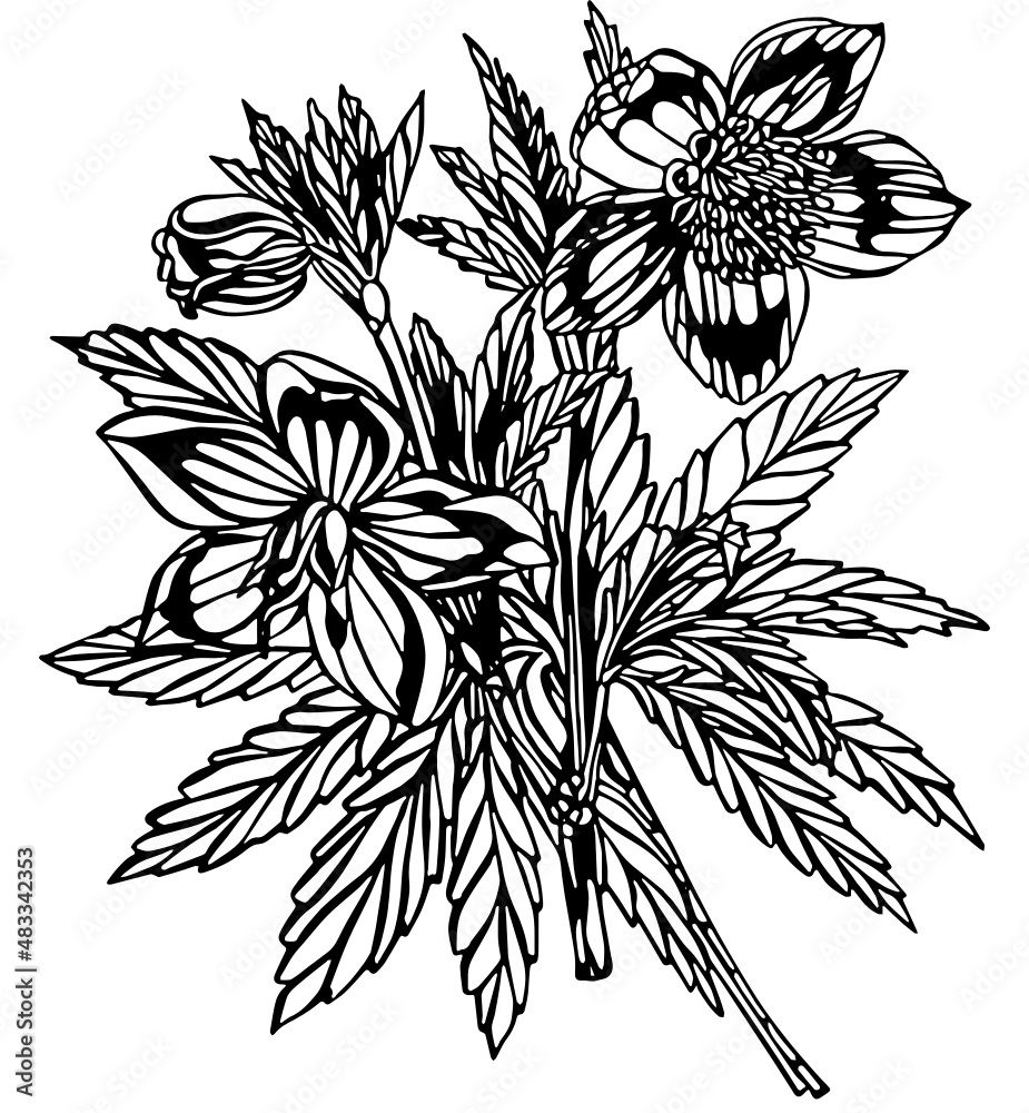 Wall mural black and white negative space anemone multiple flower stem with leaves in vintage woodcut printing 