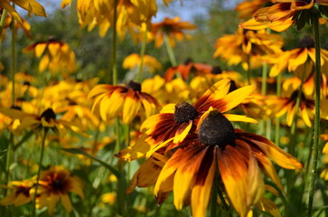 Rudbeckia is hairy
