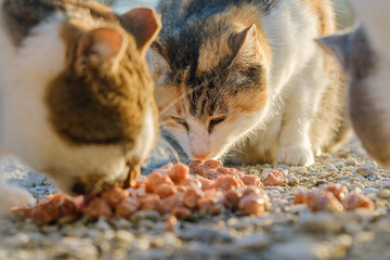 Close up of street cats eating cat food.