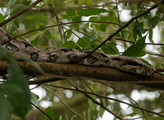 snake in the tree