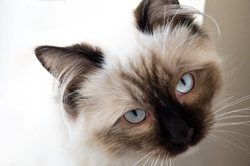 ragdoll kity © Marcin