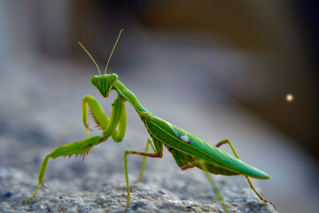 green praying mantis