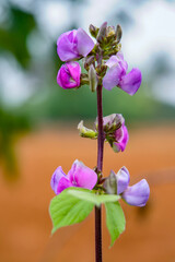 Onions flower