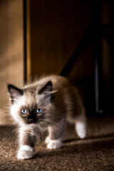 ragdoll kity © Marcin