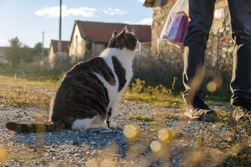 Street homeless cat waiting for volunteer man to feed it. 