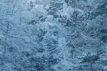 View of the snow-covered forest. The texture of the winter fairytale forest.