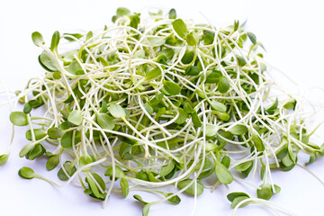 Sunflower Sprout on white background.