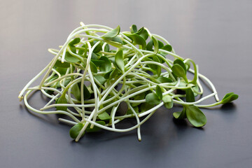 Sunflower Sprout on dark background.