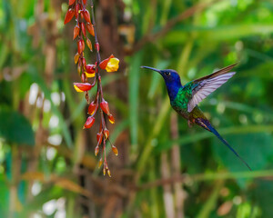 A colorful hummingbird hovering to sip a flower's nectar © Alfonso