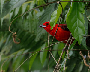 A bright-colored bird peeping outside the bush