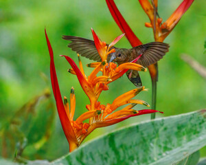 A hummingbird hovering and sipping a wild flower