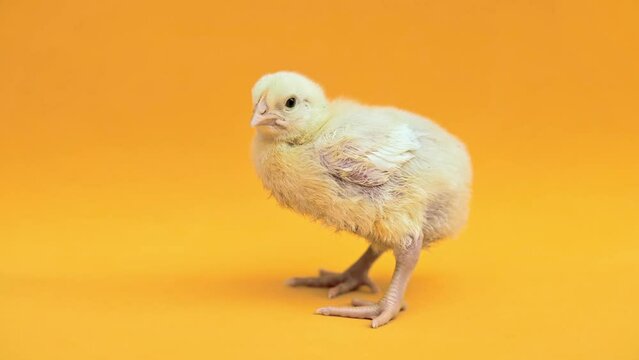 Small yellow broiler chicken on yellow background. Little birds. Newborn chicks. Nice funny baby chicken. Household theme, farm, poultry, poultry farm