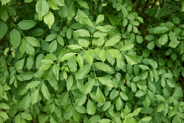 Fraxinus ornus tree in bloom